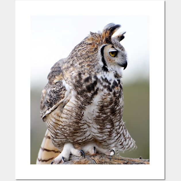 Great Horned Owl Wall Art by DeniseBruchmanPhotography